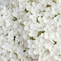Bioheal BOH PROBIODERM Collagen Volume Lip Balm, a close-up detail of the white, delicate texture of the balm