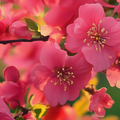 Bioheal BOH PROBIODERM Collagen Volume Lip Balm, a close-up of vibrant pink flowers, suggesting a natural, floral essence