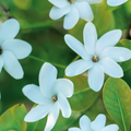 GD11 Repair Ampoule Program with white flowers and green leaves, showcasing a natural and fresh texture